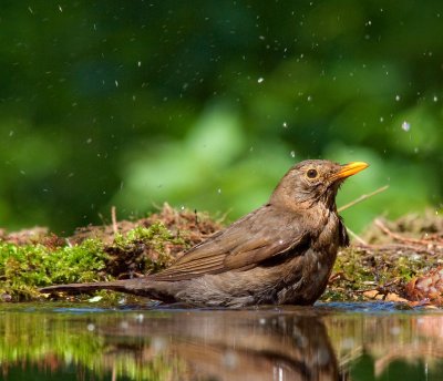 Thrush