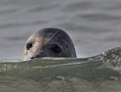 Gewone zeehond achter een golf