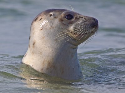 Gewone zeehond