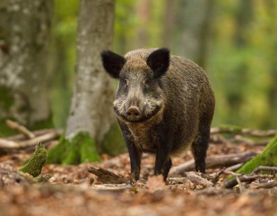 Wild Boar / Sus Scrova