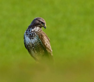 Buizerd