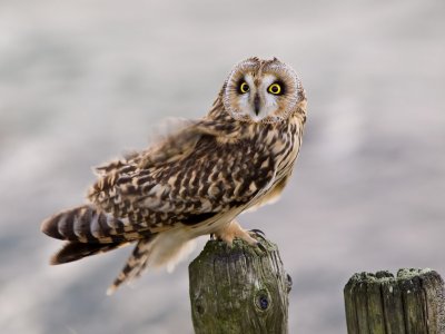 Velduil in de harde wind