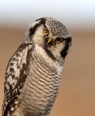 Northern Hawk Owl