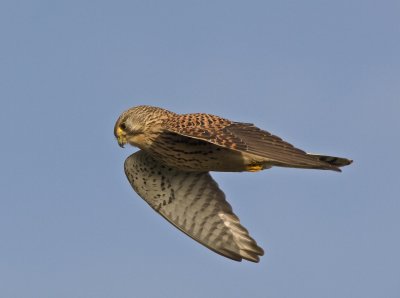 Kestrel