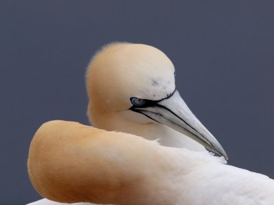 Gannet (Morus bassanus)