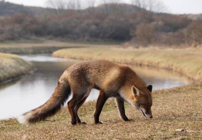 Amsterdamse waterleidingduinen met vos