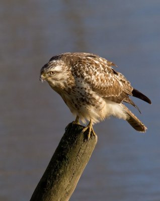 Buizerd Wilp 2