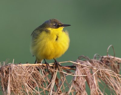 Yellow Wagtail