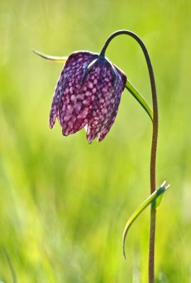 Kievitsbloem (Fritillaria meleagris)