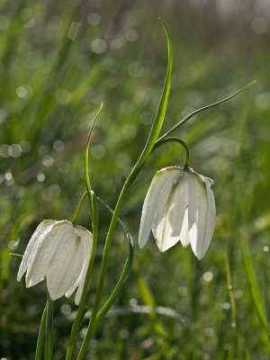 Witte kievitsbloem (Fritillaria meleagris)