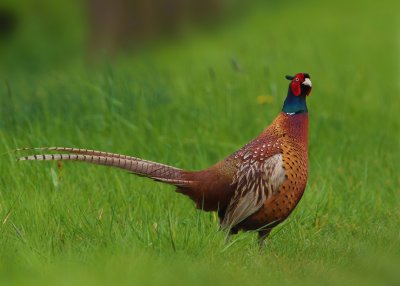Pheasant