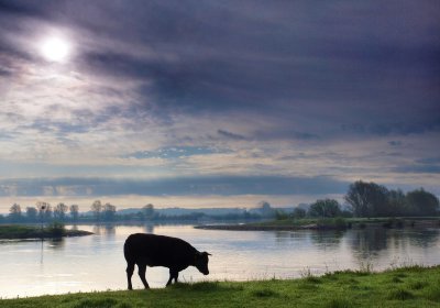 Koe langs de IJssel