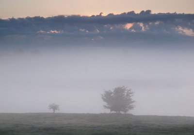 Twee bomen in de mist