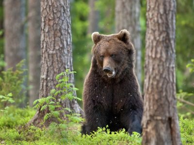 Europese bruine beer in Finland