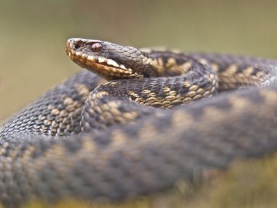 Adder 3