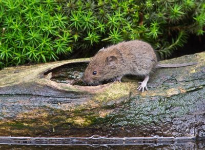 Mouse