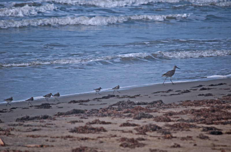 Sandpiper and Plovers