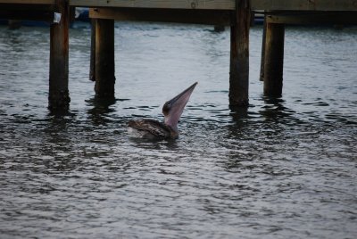 Jupiter Inlet, Pelecan