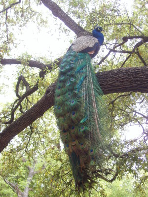 Green Pastures blue Peacock