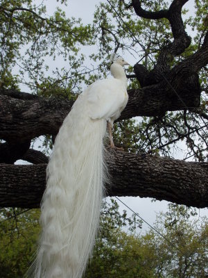 Green Pastures White Peacock