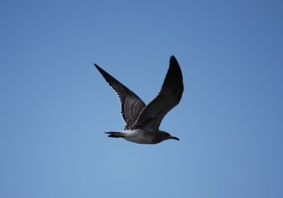 Gull over Galveston Beach
