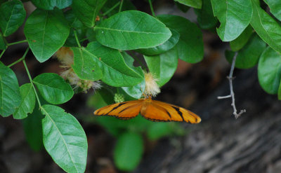 orange Julias butterfly