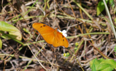 Julias butterfly