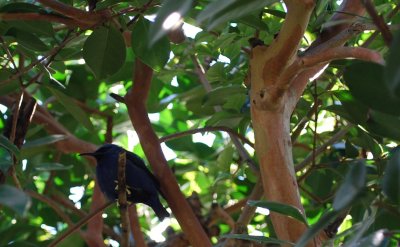 small blue bird.jpg