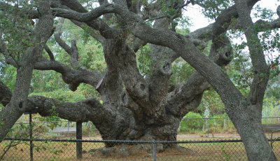 The Big Tree - Trunk 2