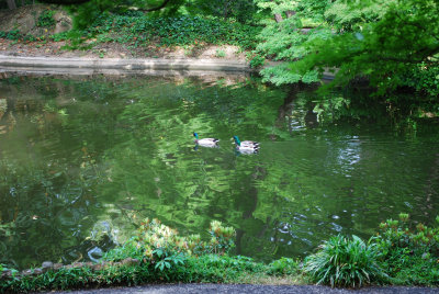 Three Mallards