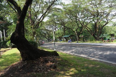 View of the old acacias near the Business Building.