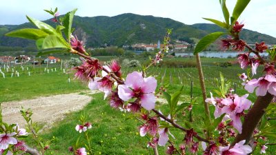 Apricot blossom time in the Wachau