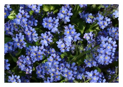 g4/32/199232/3/59697636.forgetmenot.jpg