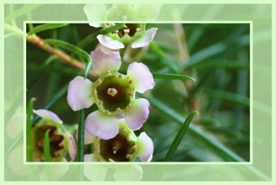 Australien Waxflower