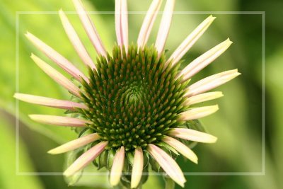 young Echinacea