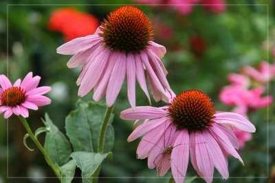 Echinacea