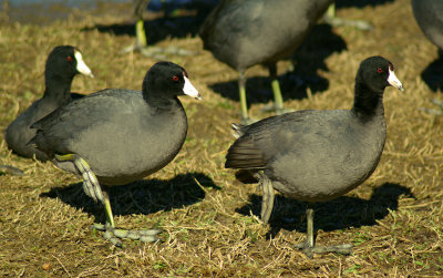 02-20-11 american coot pair IMGP5614.JPG