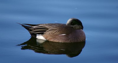 02-20-11 american widgeon IMGP5643.JPG