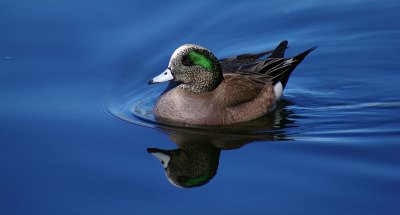 02-20-11 american widgeon IMGP5650.JPG