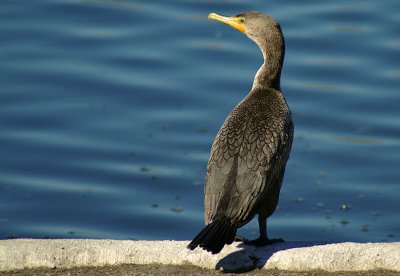 02-20-11 double crested cormorant IMGP5773.JPG