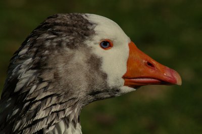 02-20-11 goose IMGP6076.JPG