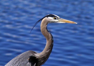02-20-11 great blue heron IMGP5814.JPG