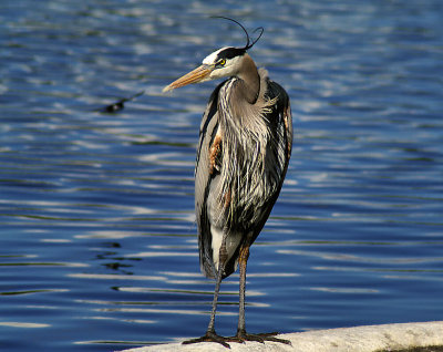 02-20-11 great blue heron IMGP5875.JPG
