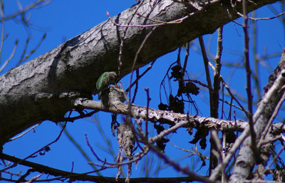 02-20-11 hummingbird nest IMGP6288.JPG