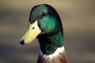 02-20-11 mallard portrait IMGP5687.JPG