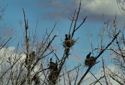 02-20-11 nesting cormorants IMGP6264.JPG