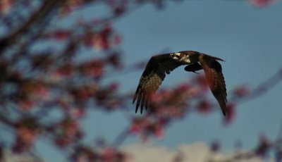 02-20-11 osprey with fish IMGP5778.JPG