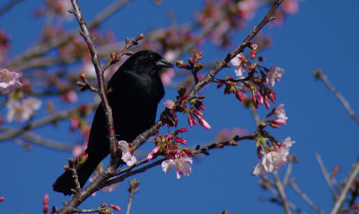 02-20-11 red winged blackbird IMGP5791.JPG