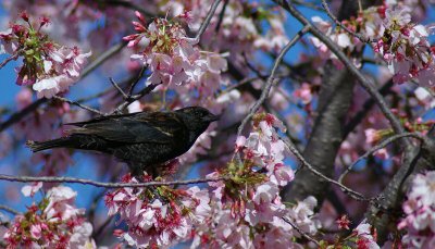 02-20-11 red winged blackbird IMGP5948.JPG