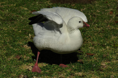 02-20-11 rosss goose IMGP6077.JPG